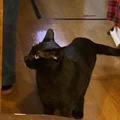 帯広市　迷い猫　黒猫