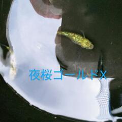 夜桜ゴールドX  （若魚）     1ペア2000円
