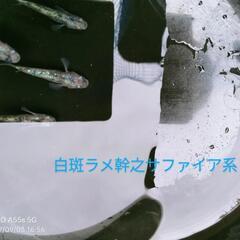 白斑ラメ幹之サファイア系　1ペア1500円
