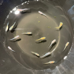 メダカ　MIXめだか　稚魚