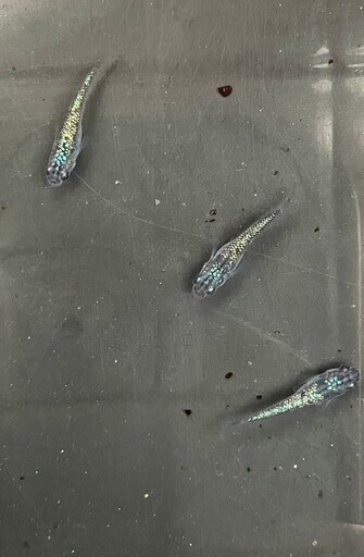 メダカ イシス背鰭なしめだか 1ペア+1 再入荷