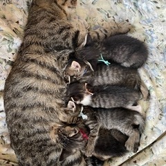 可愛いキジ猫！母猫と子猫4匹【決まりました】