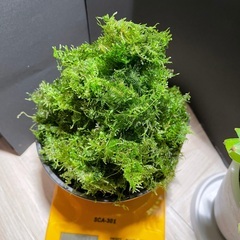 南米ウィローモス