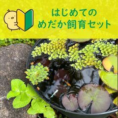 【ぽん】はじめてのメダカ飼育セット