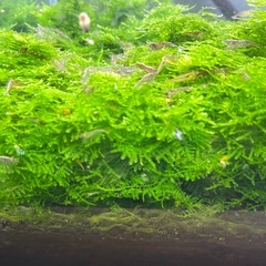 南米ウィローモス