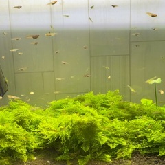 南米ウィローモス