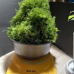 南米ウィローモス