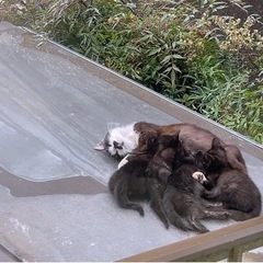 クロネコちゃん❤️お母さん猫は母性溢れる髭猫ちゃん − 福岡県