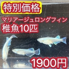 【特別価格】マリアージュロングフィン　稚魚10匹　1900円