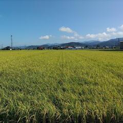 令和４年度コシヒカリ福井県産【玄米30kg】※新規受付休止中