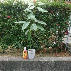 アボカドの苗木観葉植物