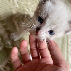 野良猫(男の子だと思います)人懐っこいブルーのおめめ。の画像