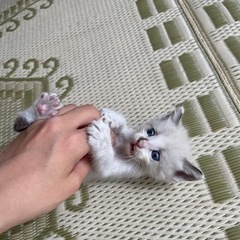 野良猫(男の子だと思います)人懐っこいブルーのおめめ。 − 沖縄県