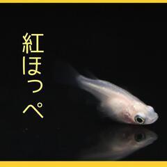メダカ【紅ほっぺ若魚】150円