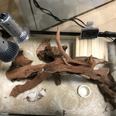 パンテオン4535 爬虫類お世話セット一式　😊このままお迎えOKです😊