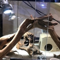 パンテオン4535 爬虫類お世話セット一式　😊このままお迎えOKです😊