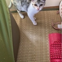 急募！優しい静かな猫ちゃんです。 − 栃木県