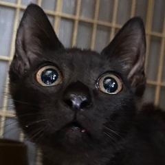 【里親さん決定！】黒猫ちゃん(推定3ヶ月)の女の子