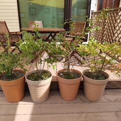 ブルーベリー　鉢植え　苗木　４本セット