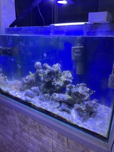 海水魚セット