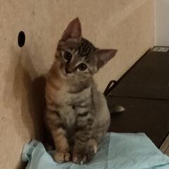 トラ柄のめずらしいメス猫です小柄でかわいいおとなしい１歳8か月