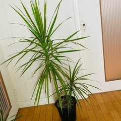 【お取引中】ドラセナ コンシンネ 125cm 運気upの観葉植物
