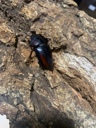 ミラビリスノコギリクワガタ ♀単