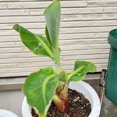 (お譲り先決まりました)ミニバナナの鉢植え