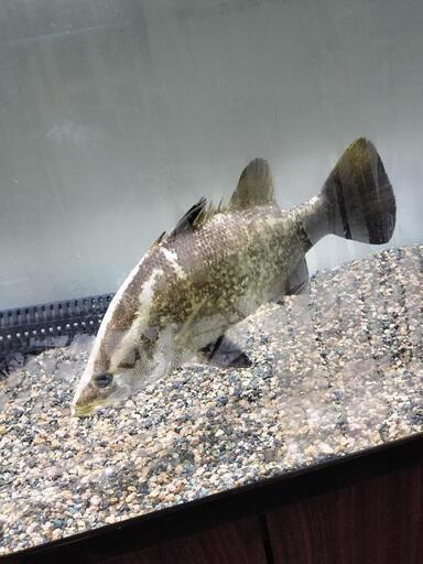 激レアです！四万十産アカメ幼魚.約35cm