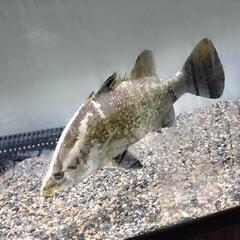 激レアです！四万十産アカメ幼魚.約35cm