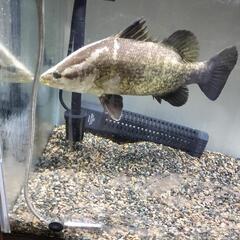 激レアです！四万十産アカメ幼魚.約35cm