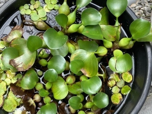 ホテイアオイ ホテイ草 水草 メダカ 金魚 アマゾンフロッグピット サルビニアククラータ Yoshi 尾久のその他の中古あげます 譲ります ジモティーで不用品の処分