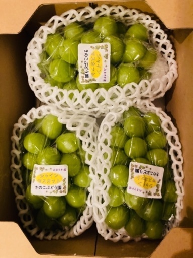 9/5.6日限定】贈答品2万円 高級シャインマスカット 岡山美作産3