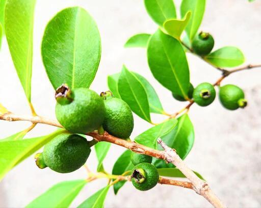 グアバ・ストロベリーグアバ・観葉植物・果樹・