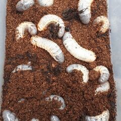 国産カブトムシ幼虫10匹(10頭)セット
