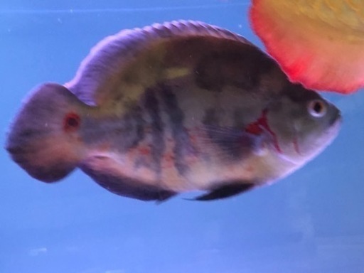 ワイルドオスカー26センチ前後