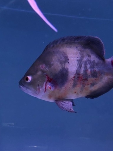 ワイルドオスカー26センチ前後