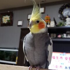 オカメインコ探して下さい