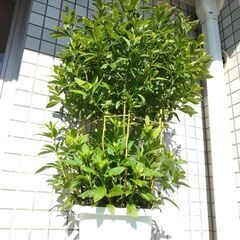 フジバカマ　観葉植物　ガーデニング　大苗　秋の花　鉢付き