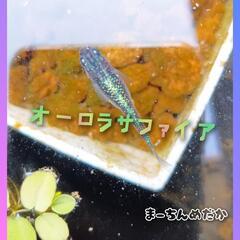 ✨オーロラサファイア✨成魚〜若魚　メダカ　めだか