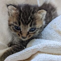 可愛いキジトラオス子猫生後3週間程の画像