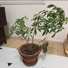 【受け渡し決定】unico購入　観葉植物