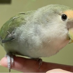 コザクラインコのおまめちゃん♀