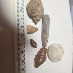 沖縄県の化石 その他の中古が安い！激安で譲ります・無料であげます  
