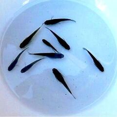【値引き！第4弾】改良メダカ・スーパーブラックの幼魚～若魚 10匹