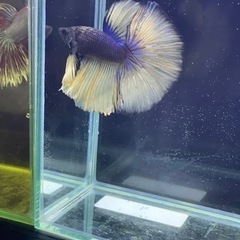 神奈川県の熱帯魚の中古が安い 激安で譲ります 無料であげます ジモティー