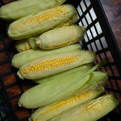 とうもろこし🌽品種：おおもの