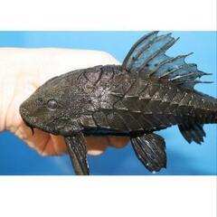 アーマードプレコ ショートタイプ 値引き応談します