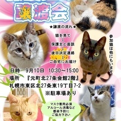 保護猫の譲渡会(札幌)