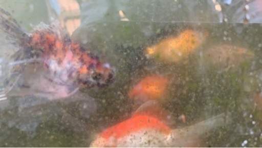 発送できます！全て個体セット某有名ブリーダー金魚　良いサイズ